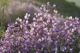 Attēlu rezultāti vaicājumam “Vicia tenuifolia flower”