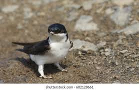 Attēlu rezultāti vaicājumam “Delichon urbicum adult”