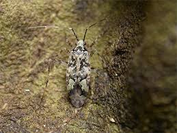 Attēlu rezultāti vaicājumam “Phytocoris tiliae”