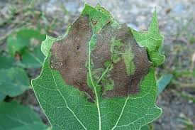 Attēlu rezultāti vaicājumam “Populus x lettland”