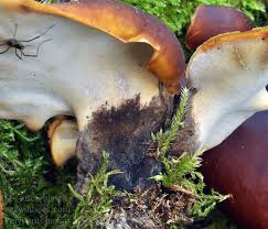Attēlu rezultāti vaicājumam “Polyporus badius”