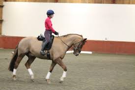 Image result for Chobham and District Riding Club