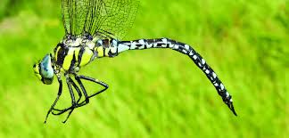 Attēlu rezultāti vaicājumam “Aeshna juncea male”