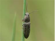 Attēlu rezultāti vaicājumam “Cidnopus aeruginosus”