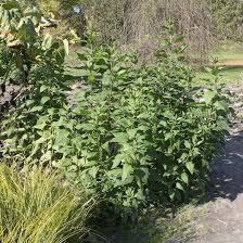 Attēlu rezultāti vaicājumam “Helianthus tuberosus”