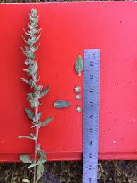 Attēlu rezultāti vaicājumam “Atriplex calotheca”