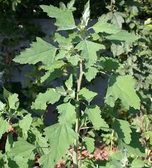 Attēlu rezultāti vaicājumam “Chenopodium album leaf”