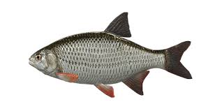 Image result for Rutilus caspicus