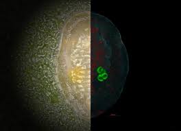 Attēlu rezultāti vaicājumam “Aleurochiton aceris nymph”