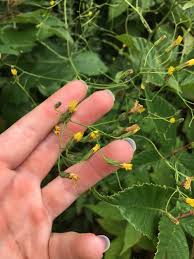 Attēlu rezultāti vaicājumam “Lapsana communis flower”