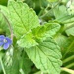 Attēlu rezultāti vaicājumam “Veronica chamaedrys leaf”