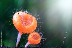 Attēlu rezultāti vaicājumam “Ascomycota”