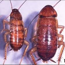 Image result for periplaneta americana