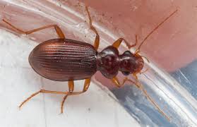 Attēlu rezultāti vaicājumam “Leistus ferrugineus”