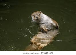 Attēlu rezultāti vaicājumam “Lutra lutra”