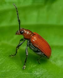 Attēlu rezultāti vaicājumam “Lilioceris lilii”