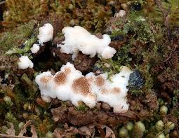 Attēlu rezultāti vaicājumam “Physisporinus sanguinolentus”