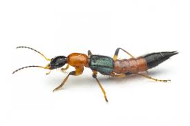 Billedresultat for rovbille