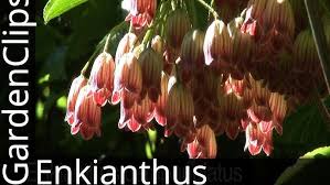 Attēlu rezultāti vaicājumam “Enkianthus chinensis leaf”