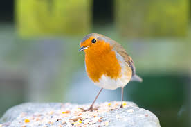 Attēlu rezultāti vaicājumam “Erithacus rubecula”