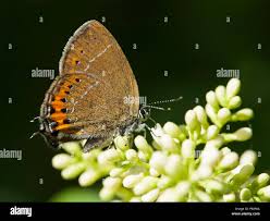 Attēlu rezultāti vaicājumam “Satyrium pruni”