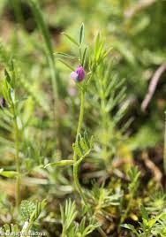 Attēlu rezultāti vaicājumam “Vicia lathyroides leaf”