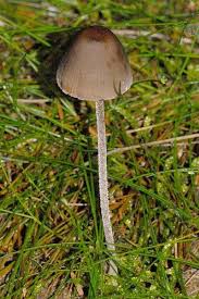 Attēlu rezultāti vaicājumam “Enteridium olivaceum macro”