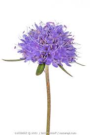 Image result for Succisa pratensis