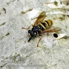 Attēlu rezultāti vaicājumam “Temnostoma vespiforme”