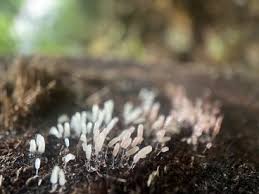 Attēlu rezultāti vaicājumam “Stemonitopsis typhina”