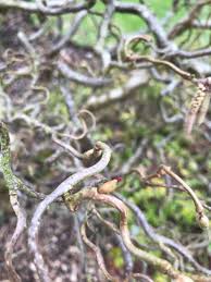 Attēlu rezultāti vaicājumam “Trichia contorta sessile”