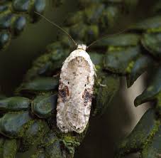 Attēlu rezultāti vaicājumam “Agonopterix alstromeriana”