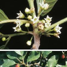 Attēlu rezultāti vaicājumam “Frangula alnus flower”