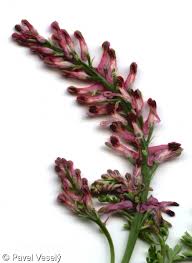 Image result for Fumaria officinalis