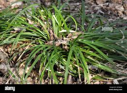 Attēlu rezultāti vaicājumam “Carex pilosa leaf”
