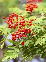 Attēlu rezultāti vaicājumam “Sorbus aucuparia fruit”
