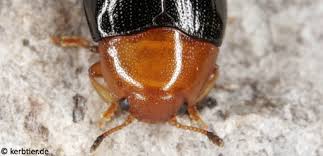 Attēlu rezultāti vaicājumam “Coleoptera”