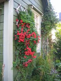 Image result for Ildblomkarse