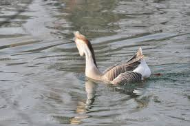 Attēlu rezultāti vaicājumam “Anseriformes”