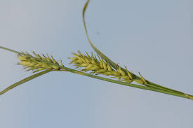 Attēlu rezultāti vaicājumam “Carex vesicaria”