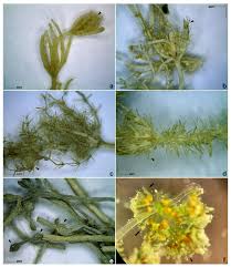 Attēlu rezultāti vaicājumam “Chara aspera”