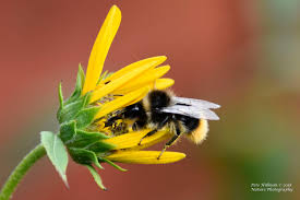 Attēlu rezultāti vaicājumam “Bombus lapidarius”