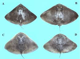 Image result for Gymnura natalensis