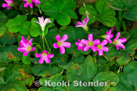 Attēlu rezultāti vaicājumam “Oxalidaceae”