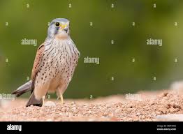 Attēlu rezultāti vaicājumam “Falco tinnunculus”