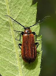 Attēlu rezultāti vaicājumam “Schizotus pectinicornis larva”