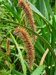 Attēlu rezultāti vaicājumam “Carex pseudocyperus”