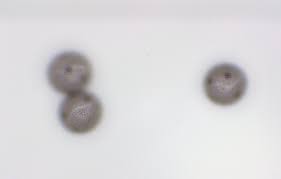Attēlu rezultāti vaicājumam “Physarum ovisporum spores”