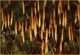 Attēlu rezultāti vaicājumam “Polytrichum juniperinum”