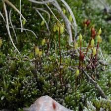 Attēlu rezultāti vaicājumam “Bryum amblyodon”